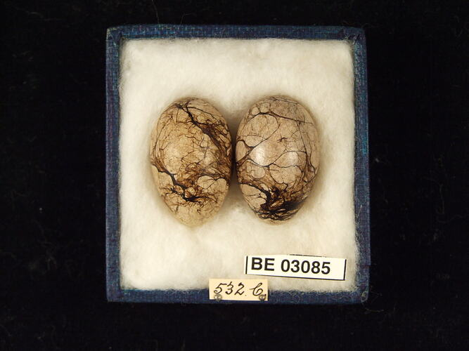 Two bird eggs in box with labels.