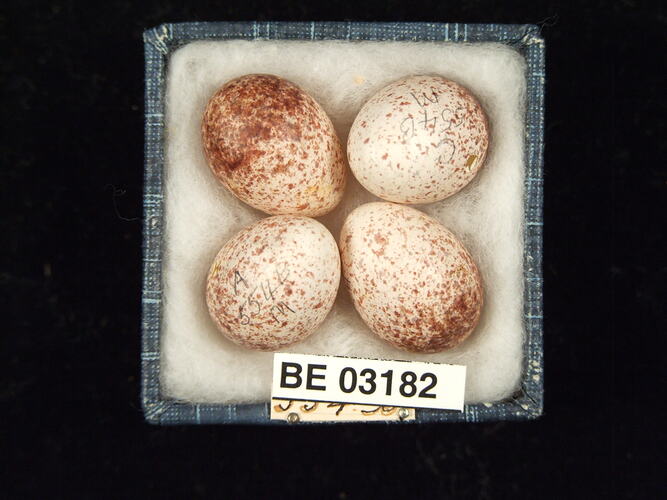 Four bird eggs in box with labels.