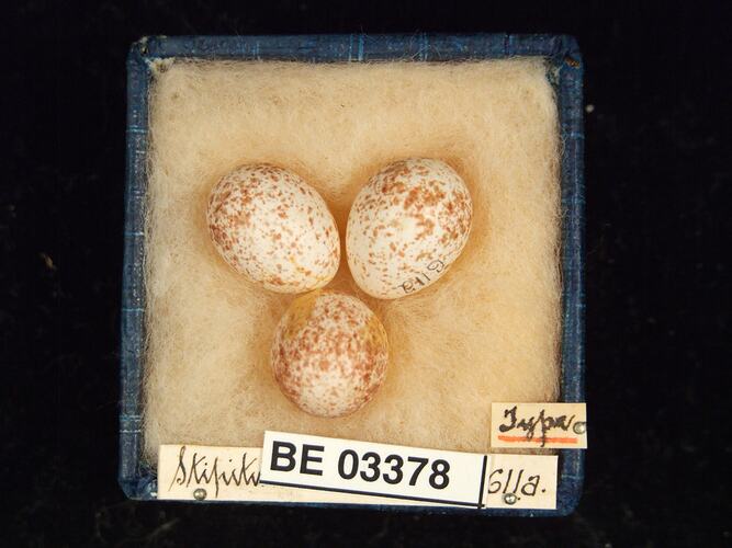 Three bird eggs in box with labels.