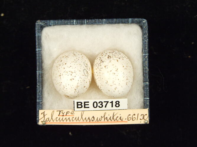 Two bird eggs in box with specimen labels.