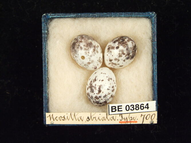 Three bird eggs in box with specimen labels.