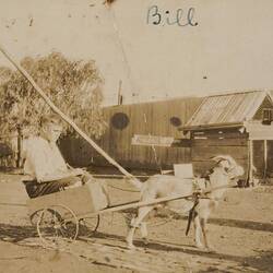 Digital Photograph - Boy Driving Goat Cart in Backyard, North Melbourne, circa 1922