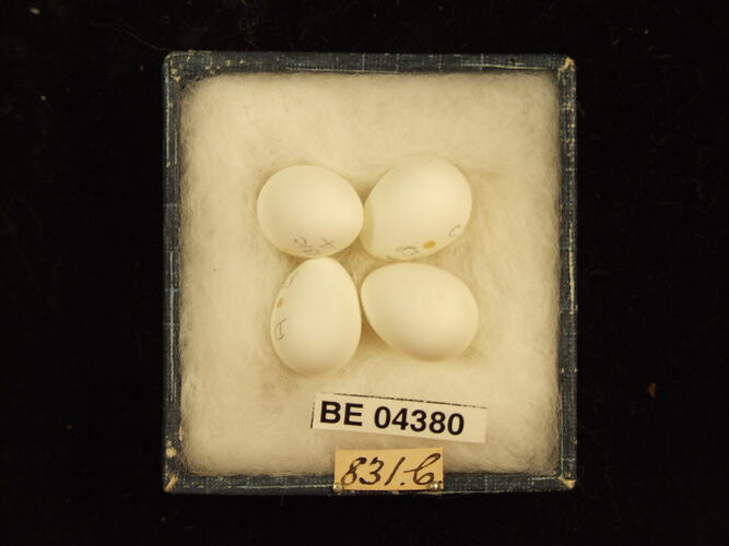 Four bird eggs in box with specimen labels.
