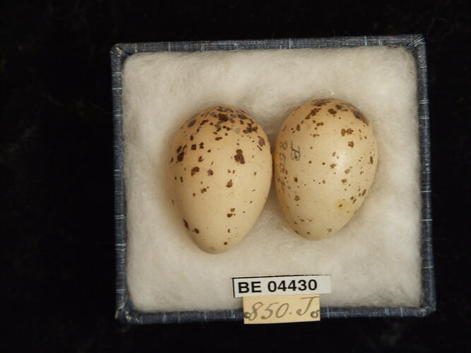 Two bird eggs in box with specimen labels.