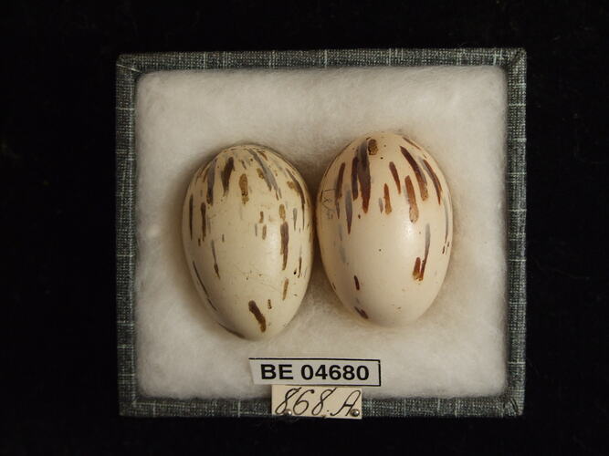 Two bird eggs with specimen labels in box.