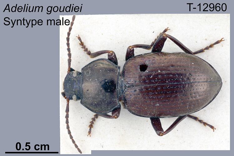 Beetle specimen, male, dorsal view.