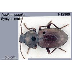 Beetle specimen, male, dorsal view.