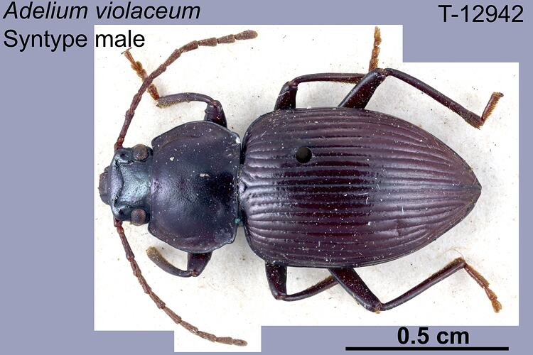 Beetle specimen, male, dorsal view.