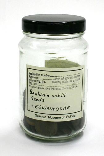 Seeds - Bauhinia Vahlii