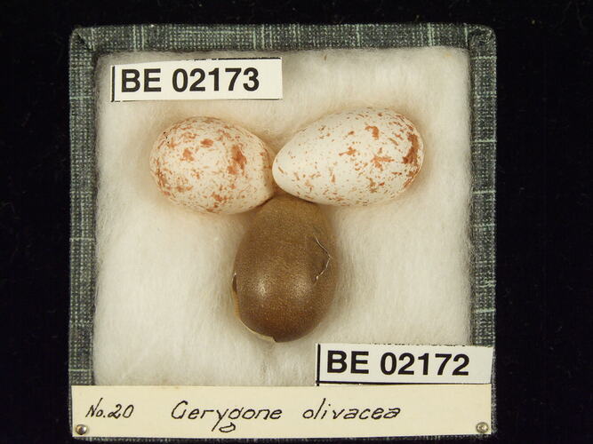 Three bird eggs with specimen labels in box.