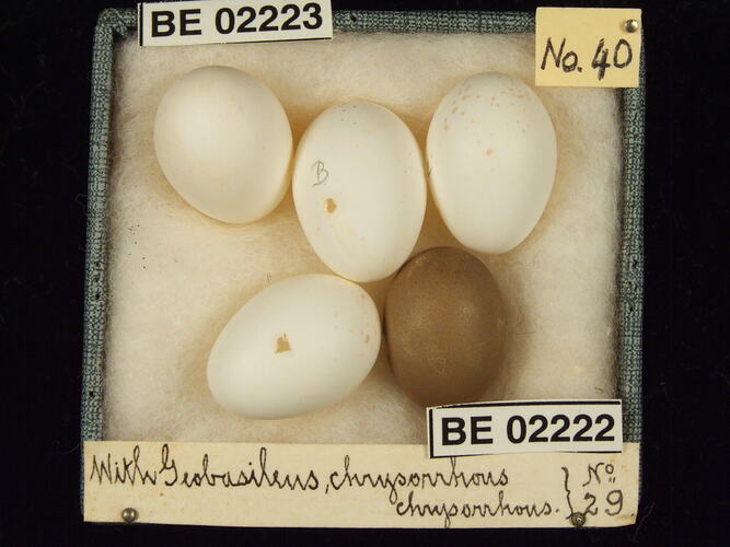Five bird eggs with specimen labels in box.