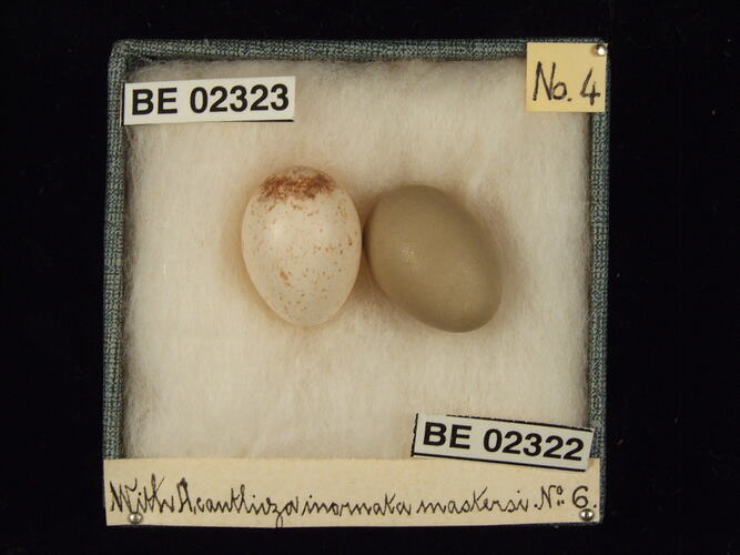 Two bird eggs with specimen labels in box.