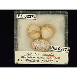 <em>Chrysococcyx basalis</em>