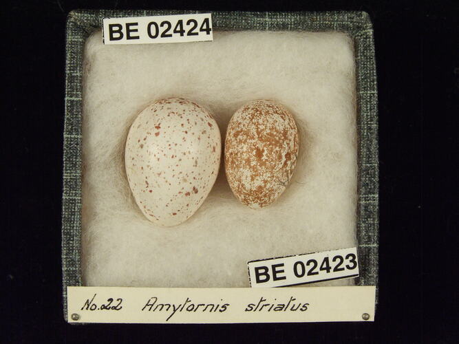 Two bird eggs with specimen labels in box.