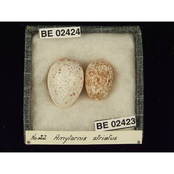 <em>Chalcites basalis</em> (Horsfield, 1821)