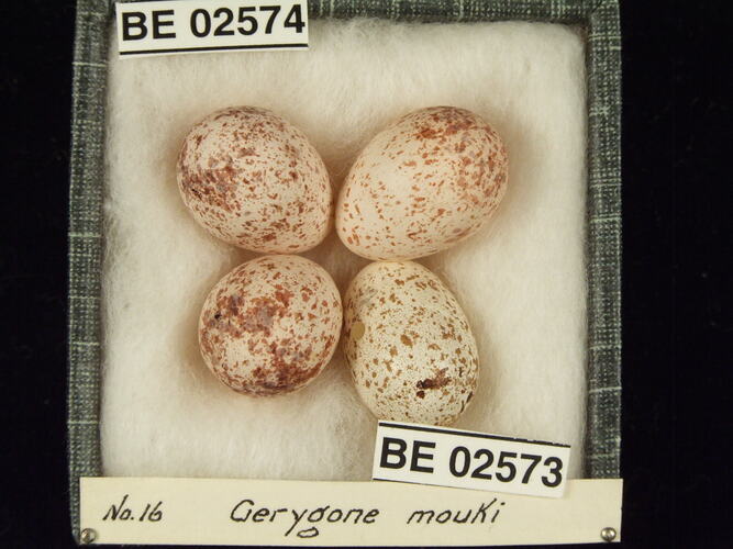 Four bird eggs with specimen labels in box.