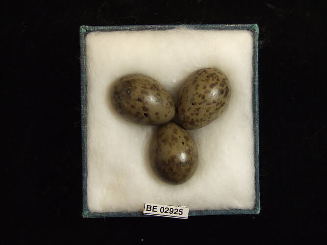 Three bird eggs with specimen label in box.