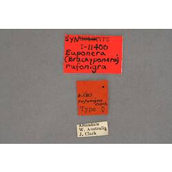 Entomology type specimen labels.