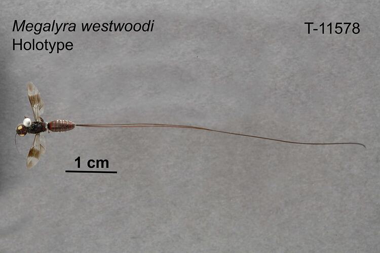 Wasp specimen, dorsal view.