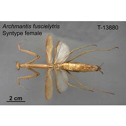 Praying mantis specimen, female, dorsal view.