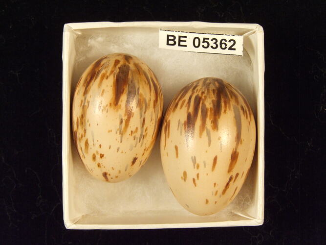 Two bird eggs with specimen label in box.