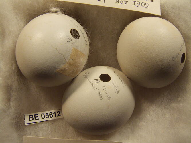 Three bird eggs with specimen labels.