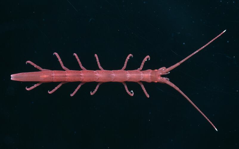 Dorsal view of isopod specimen.