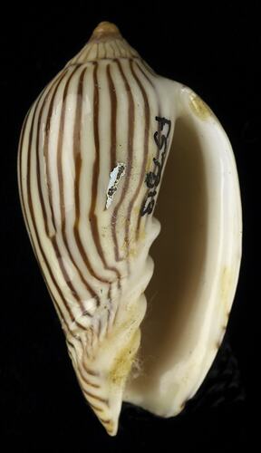 <em>Amoria zebra</em>, volute shell. [F 57813]