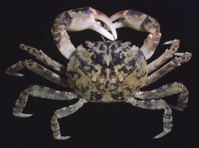 Dorsal view of crab specimen.