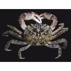 Our Wondrous Planet, Our Wild Family: Dry Specimen - Burrowing Shore Crab, <em>Leptograpsodes octodentatus</em> (Milne Edwards, 1837)