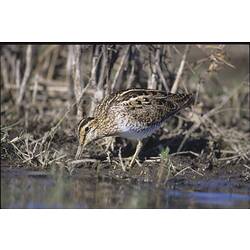 A Latham's Snipe feeding in mud on the edge of the water.