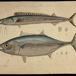 Southern Bluefin Tuna, Thunnus maccoyii and Barracouta, Thyrsites atun. Proof.