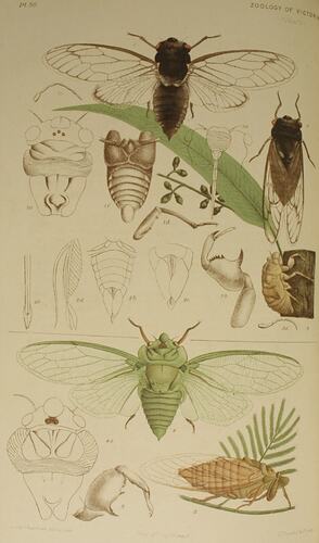 Redeye, Psaltoda moerens and Greengrocer cicada, Cyclochila australasiae
