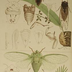 Redeye, Psaltoda moerens and Greengrocer cicada, Cyclochila australasiae