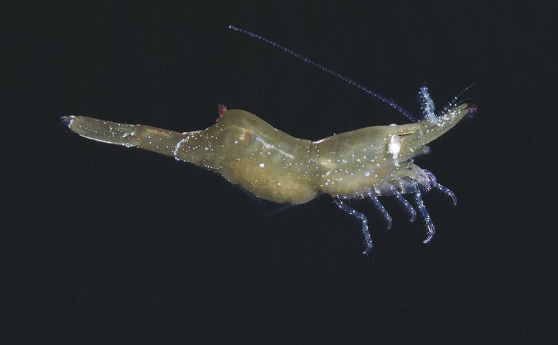 Side view of shrimp.