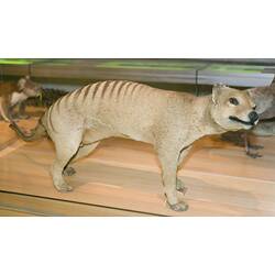 Mounted thylacine specimen on display in museum gallery.