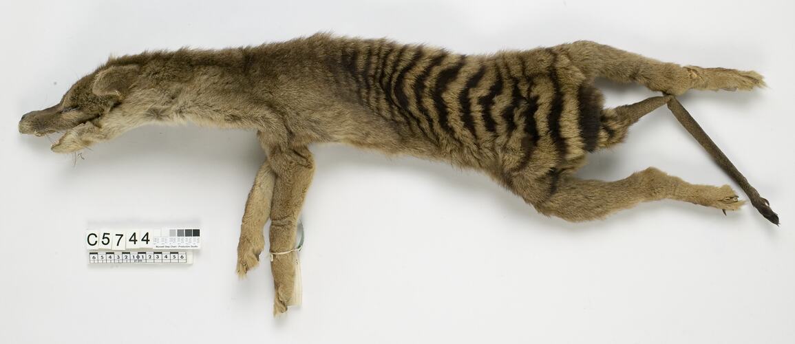Thylacine skin laid out.