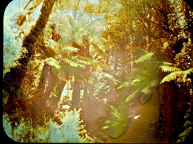 Lantern Slide - Tree Ferns, Ferntree Gully, Victoria, Date Unknown [BA 1587]