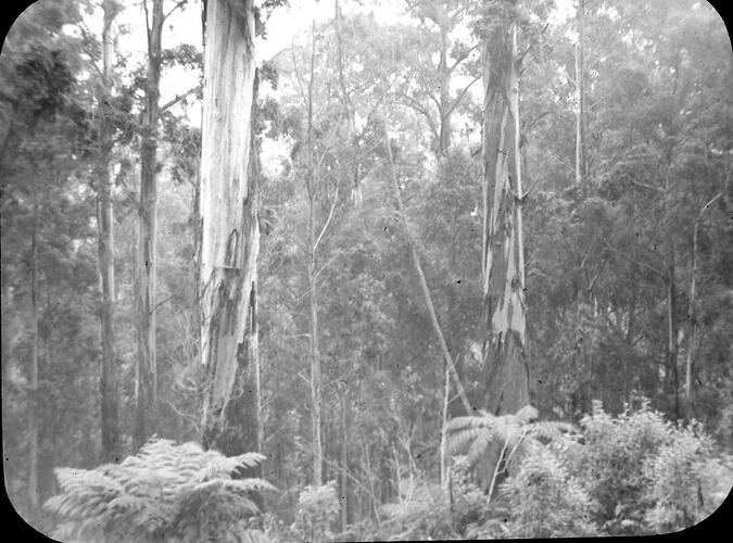 Lantern Slide - Dandenongs, Victoria, Date Unknown. [BA 1638]