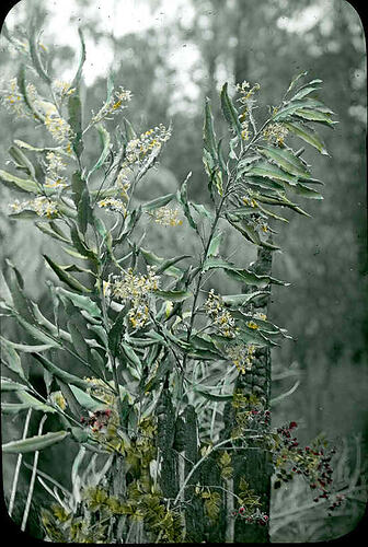 Lantern Slide - Wattle, Australia, Date Unknown. [BA 1688]