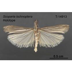 Moth specimen, ventral view.