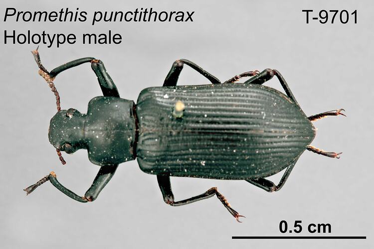 Beetle specimen, male, dorsal view.