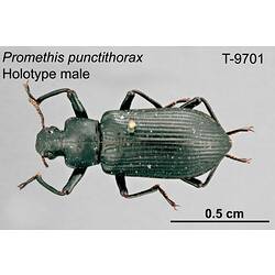 Beetle specimen, male, dorsal view.