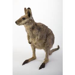 Front-side view of wallaby specimen.