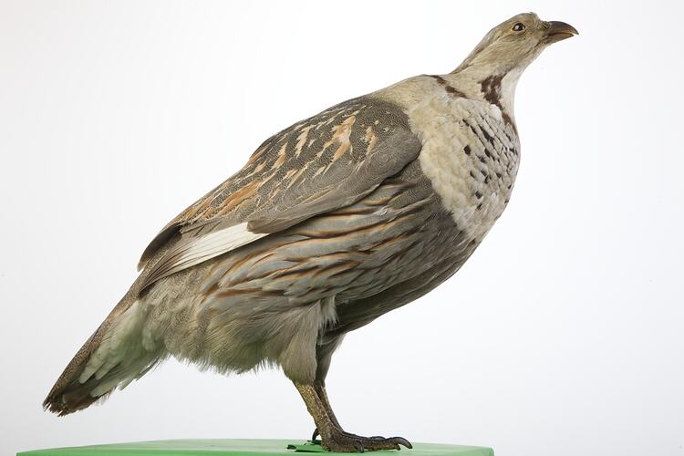 <em>Tetraogallus himalayensis</em>, Himalayan Snowcock, mount.  John Gould Collection.  Registration no. 14007.