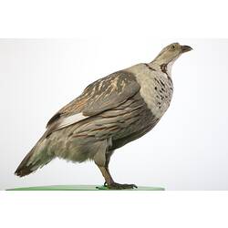 <em>Tetraogallus himalayensis</em>, Himalayan Snowcock, mount.  John Gould Collection.  Registration no. 14007.