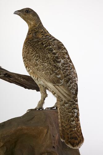 Rear view of cream and brown mounted bird specimen.