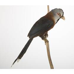 <em>Phaenicophaeus cumingi</em>, Scale-feathered Malkoha, mount.  John Gould Collection.  Registration no. 24027.