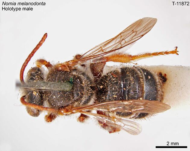 Bee specimen, dorsal view.