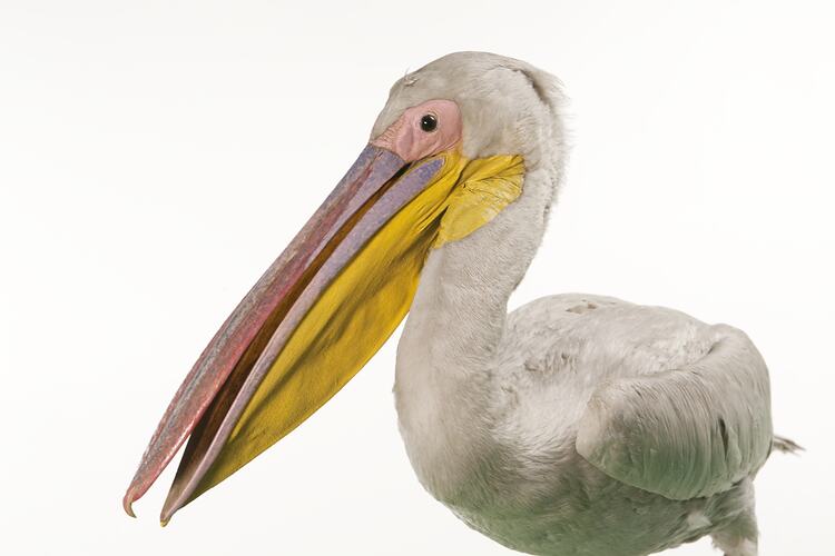 <em>Pelecanus onocrotalus</em>, Great White Pelican, mount.  Registration no. B 33022.